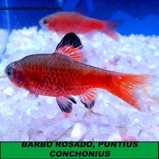 BARBO ROSADO, PUNTIUS CONCHONIUS