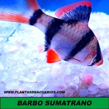 BARBO SUMATRANO