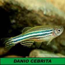 DANIO CEBRITA