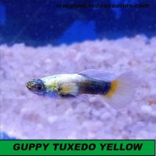 Guppy tuxedo yellow PAREJA