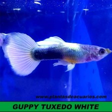 Guppy tuxedo white (pareja)