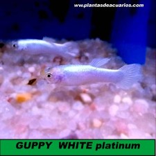 Guppy platinum white (PAREJA)