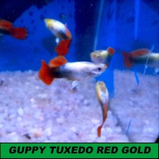 Guppy tuxedo Red/gold (pareja)