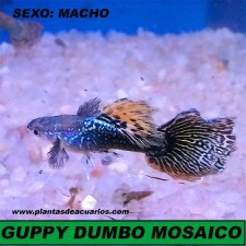 GUPPY DUMBO MOSAICO. MACHO