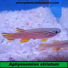 Aphyosemion striatum (Parejas)