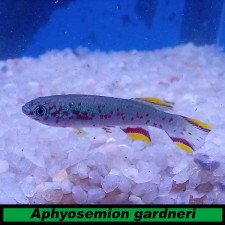 Aphyosemion gardneri (PAREJA)