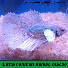 Betta halfmon Dumbo macho