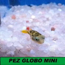 Pez Globo mini