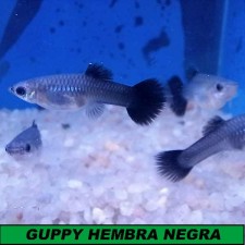 Guppy hembra negra