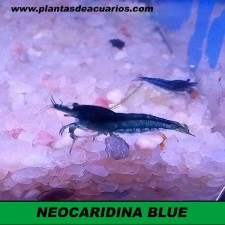 NEOCARIDINA AZUL CHERRY