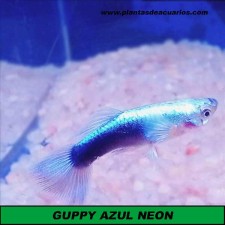 Guppy metalic azul neon (pareja)