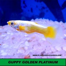 Guppy Golden platinum (pareja)