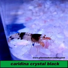 CARIDINA BLACK CRISTAL
