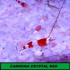 Caridina cf cantonensis "Crystal Red" - Grado S