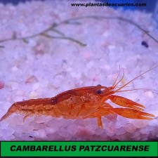 CAMBARELLUS PATZCUARENSE NARANJA