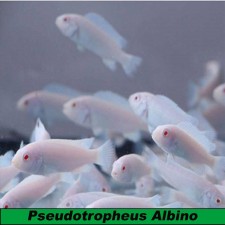 pseudotropheus albino