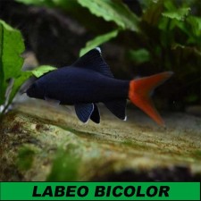 LABEO BICOLOR