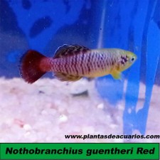 Nothobranchius guentheri Red (Pareja)