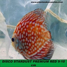 DISCO STARDUST PREMIUM RED 9-10 cm