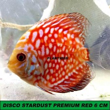 DISCO STARDUST PREMIUM RED 6 CM