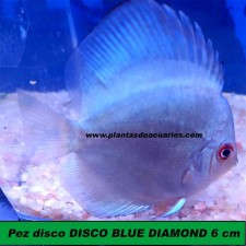 Pez disco DISCO BLUE DIAMOND 6 CM