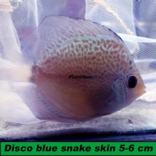 Disco blue snake skin 5-6 cm