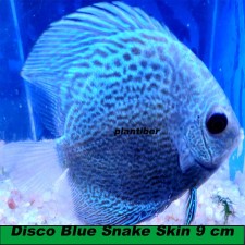 Disco Blue Snake Skin 9 cm