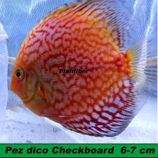 Pez dico Checkboard  6-7 cm