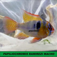 PAPILIOCHROMIS RAMIREZI MACHO