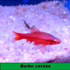 Barbo cereza