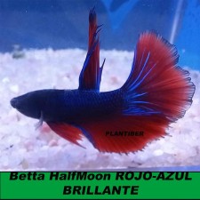 Betta HalfMoon ROJO-AZUL BRILLANTE