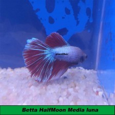 Betta HalfMoon rojo-azul claro