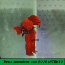 Betta splendens velo ROJO INTENSO