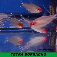 TETRA BORRACHO