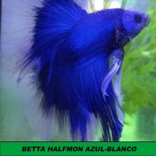 Betta halfmon azul-blanco