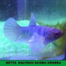 Betta Dumbo hembra