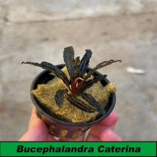 Bucephalandra Caterina