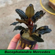 Bucephalandra Mercedes