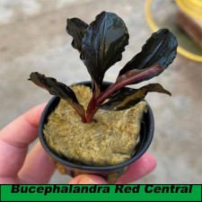 Bucephalandra Red Central