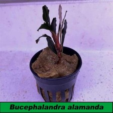Bucephalandra alamanda