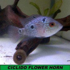 CICLIDO FLOWER HORN 5-6 CM.