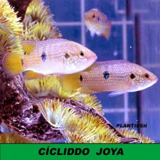 CICLIDO JOYA 7 cm