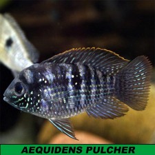 AEQUIDENS PULCHER 4-5CM