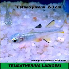 TELMATHERINA LADIGESI