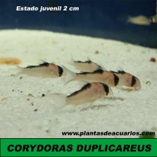 CORYDORAS DUPLICAREUS 2,5 CM