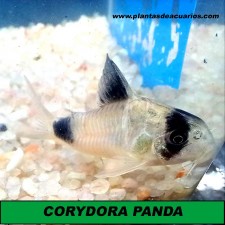 CORYDORA PANDA 2,5 CM