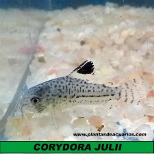 CORYDORA JULII