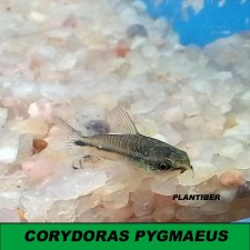 ﻿Corydoras PYGMAEUS