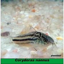 Corydoras nannus