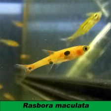 Rasbora maculata